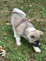 Halo, a female Akita for sale in Nashville, IN – 7 of 10