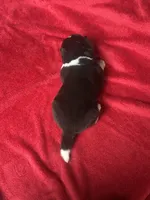 Felix, a male Akita for sale in Nashville, IN – 10 of 10