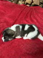 Skye, a female Akita for sale in Nashville, IN – 2 of 10