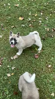 Aurora , a female Akita for sale in Nashville, IN – 10 of 10