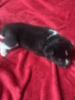 Felix, a male Akita for sale in Nashville, IN – 8 of 10