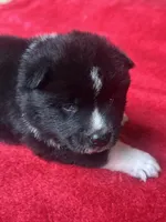 Felix, a male Akita for sale in Nashville, IN – 4 of 10