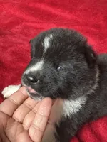 Felix, a male Akita for sale in Nashville, IN – 3 of 10