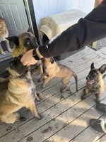 Maggie, a female Belgian Malinois for sale in Snohomish, WA – 7 of 8