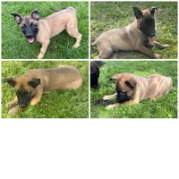RJ, a male Belgian Malinois for sale in Snohomish, WA – 4 of 4