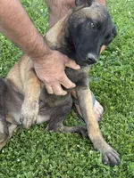 Bently, a male Belgian Malinois for sale in Snohomish, WA – 3 of 3