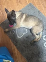 Maggie, a female Belgian Malinois for sale in Snohomish, WA – 6 of 8