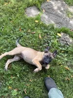 RJ, a male Belgian Malinois for sale in Snohomish, WA – 2 of 4