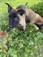 RJ, a male Belgian Malinois for sale in Snohomish, WA – 1 of 4