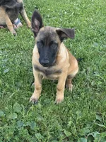 Bently, a male Belgian Malinois for sale in Snohomish, WA – 2 of 3