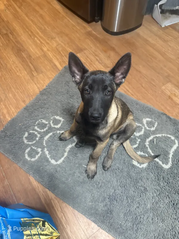 Maggie – Belgian Malinois puppy for sale in Snohomish, WA