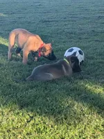 RJ, a male Belgian Malinois for sale in Snohomish, WA – 3 of 4