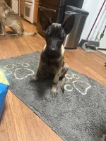 Maggie, a female Belgian Malinois for sale in Snohomish, WA – 3 of 8