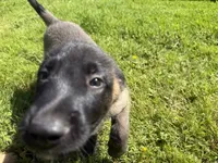 Maggie, a female Belgian Malinois for sale in Snohomish, WA – 8 of 8