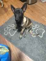 Maggie, a female Belgian Malinois for sale in Snohomish, WA – 4 of 8
