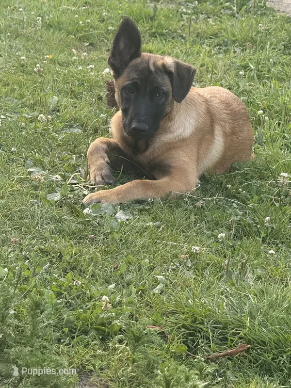 Bently – Belgian Malinois puppy for sale in Snohomish, WA