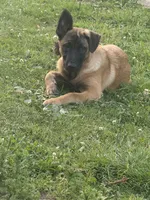 Bently, a male Belgian Malinois for sale in Snohomish, WA – 1 of 3
