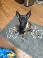 Maggie, a female Belgian Malinois for sale in Snohomish, WA – 5 of 8