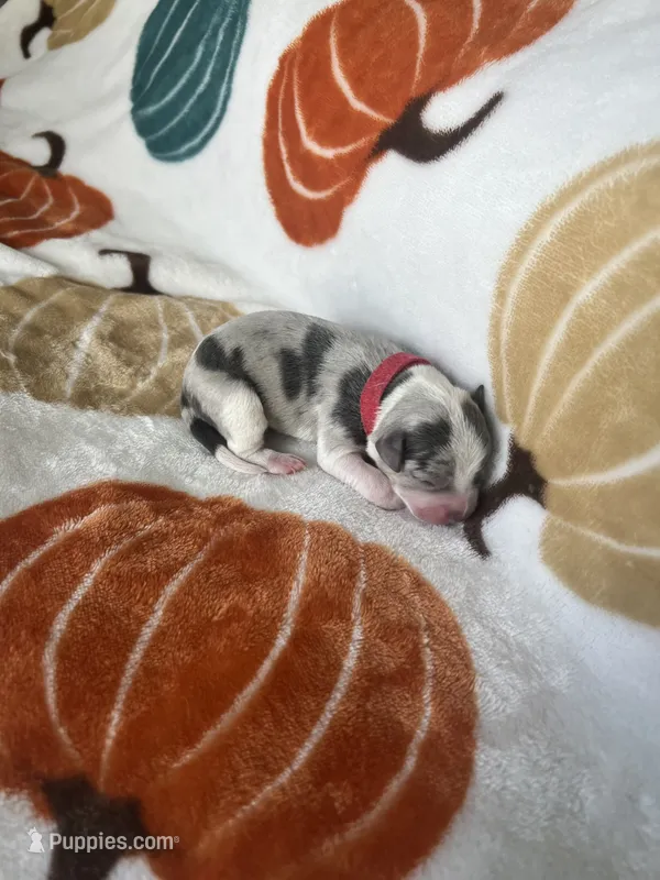 Patches – Jack Russell Terrier, Chihuahua puppy for sale in North Port, FL