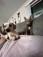 Jessie, a female Chiweenie for sale in North Port, FL – 4 of 7