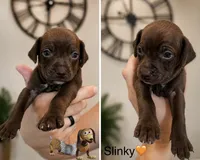 Slinky, a male Chiweenie for sale in North Port, FL – 1 of 6