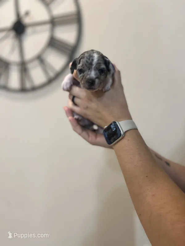 Rapunzel – Jack Russell Terrier, Chihuahua puppy for sale in North Port, FL