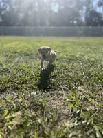Woody, a male Chihuahua and Chiweenie for sale in North Port, FL – 4 of 10