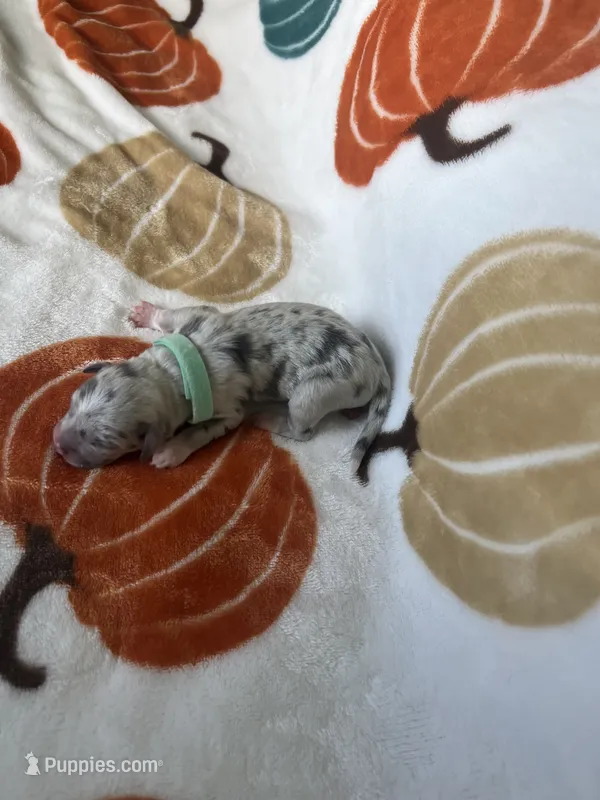 Tux – Jack Russell Terrier, Chihuahua puppy for sale in North Port, FL
