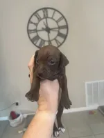 Slinky, a male Chiweenie for sale in North Port, FL – 4 of 6