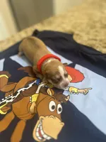 Jessie, a female Chiweenie for sale in North Port, FL – 5 of 7