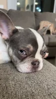Tito, a male French Bulldog for sale in North Port, FL – 1 of 4