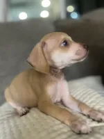 Woody, a male Chihuahua and Miniature Dachshund for sale in North Port, FL – 2 of 10