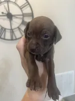 Slinky, a male Chiweenie for sale in North Port, FL – 3 of 6