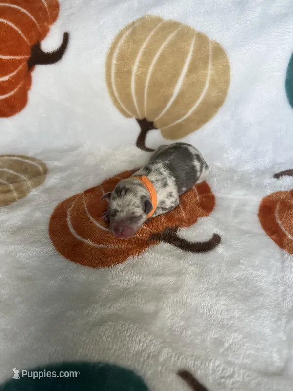 Marble – Jack Russell Terrier, Chihuahua puppy for sale in North Port, FL