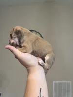 Woody, a male Chiweenie for sale in North Port, FL – 5 of 10