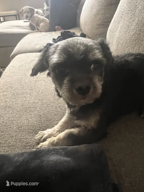 Rook – Chihuahua puppy for sale in North Port, FL