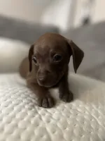 Slinky, a male Chihuahua and Miniature Dachshund for sale in North Port, FL – 1 of 10