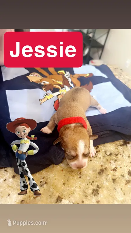 Jessie – Chiweenie puppy on hold in North Port, FL