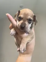 Woody, a male Chiweenie for sale in North Port, FL – 9 of 10