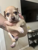 Woody, a male Chiweenie for sale in North Port, FL – 6 of 10