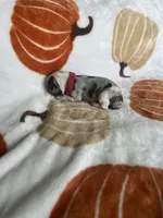Patches, a female Jack Russell Terrier and Chihuahua for sale in North Port, FL – 4 of 9
