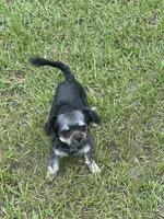 Rook, a male Chihuahua for sale in North Port, FL – 8 of 10