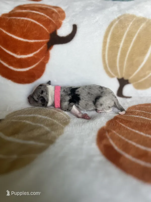 Spot – Jack Russell Terrier, Chihuahua puppy for sale in North Port, FL