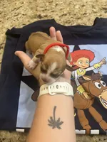 Jessie, a female Chiweenie for sale in North Port, FL – 7 of 7