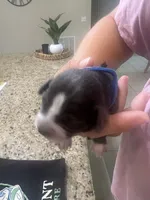 Buzz, a male Chiweenie for sale in North Port, FL – 3 of 5