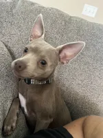 Zuko, a male Chihuahua and Italian Greyhound for sale in North Port, FL – 4 of 7