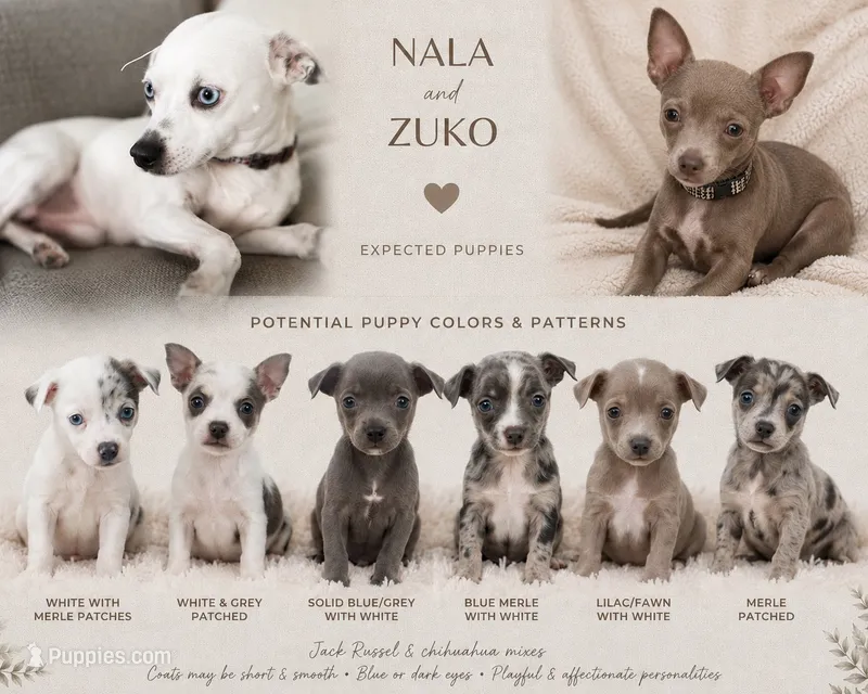 Greek/Roman Litter – Jack Russell Terrier, Chihuahua puppy for sale in North Port, FL