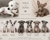 Greek/Roman Litter, a  Jack Russell Terrier and Chihuahua for sale in North Port, FL – 1 of 10