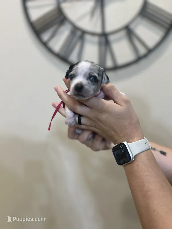 Aurora – Jack Russell Terrier, Chihuahua puppy for sale in North Port, FL