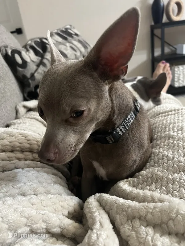 Zuko – Chihuahua, Italian Greyhound puppy for sale in North Port, FL